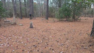 A forest clearing with pine needles and scattered debris.