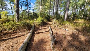 Un sentiero nella foresta, con un percorso ben definito, circondato da alberi alti e fitta vegetazione.
