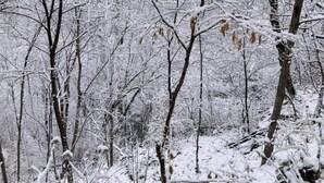 Una fitta foresta con alberi e rami imbiancati dalla neve.