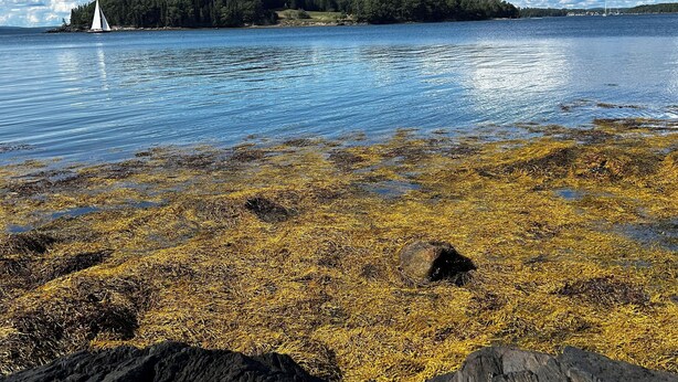 A rocky shoreline with seaweed, a sailboat on the water, and a forested island in the background. - Tranquil farmhouse with WiFi in charming Cape Rosier (Brooksville)