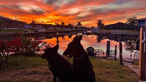 Two dogs sitting on grass with a sunset and a body of water in the background. - Be one of the first guests to enjoy this newly renovated luxury waterfront villa (Punta Gorda)
