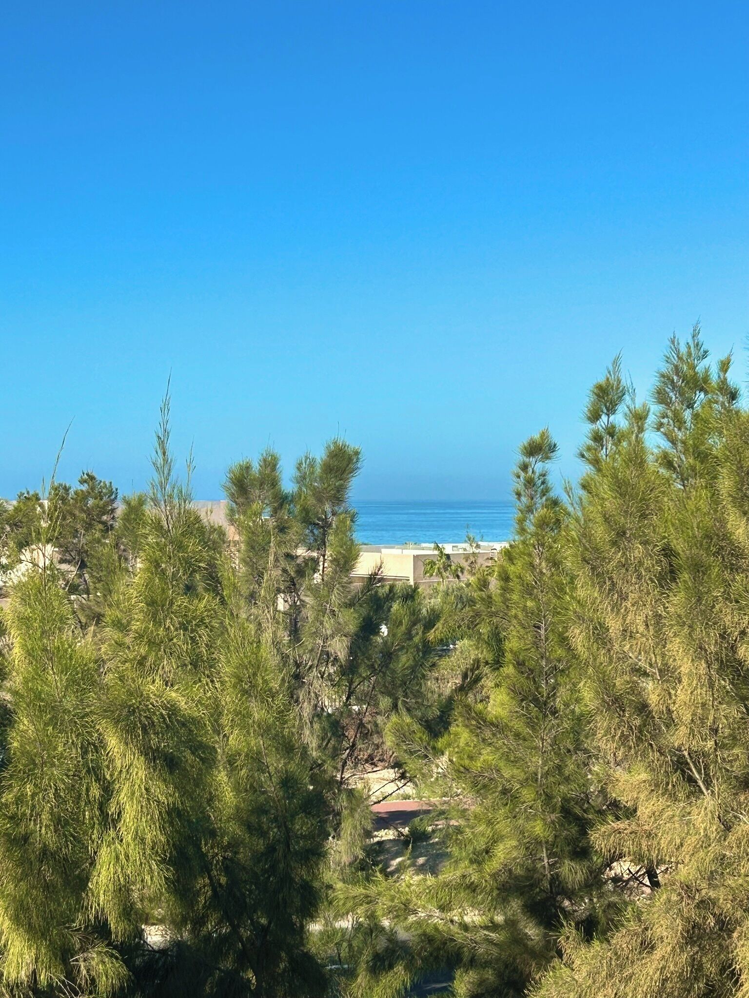 A coastal view with dense pine trees in the foreground and a clear blue sky.