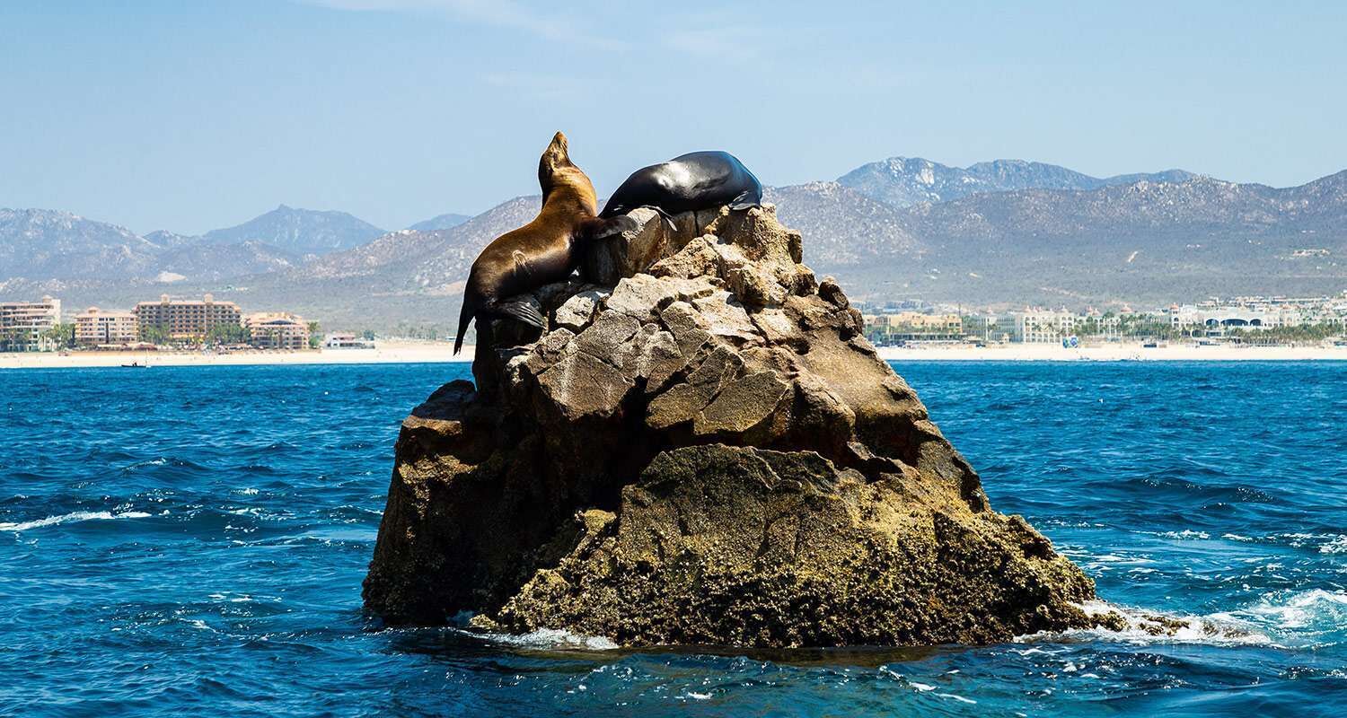 Un afloramiento rocoso en el océano con dos lobos marinos.