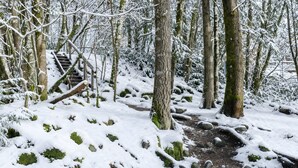 A snow-covered forest path with a wooden staircase leading up.