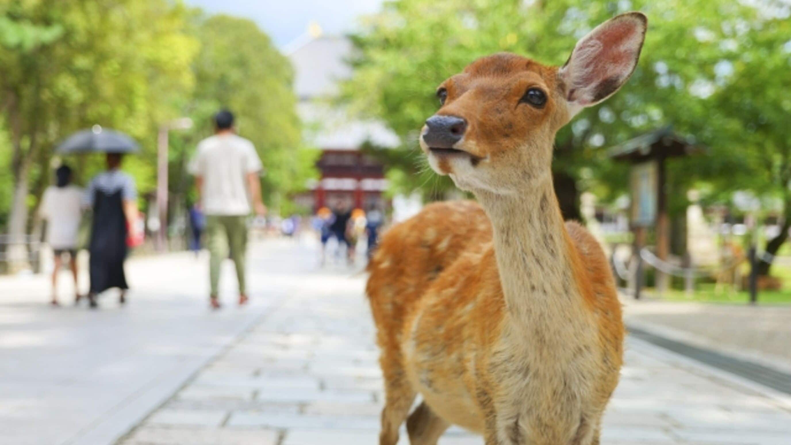 A deer standing on a paved path in a park with people walking in the background.