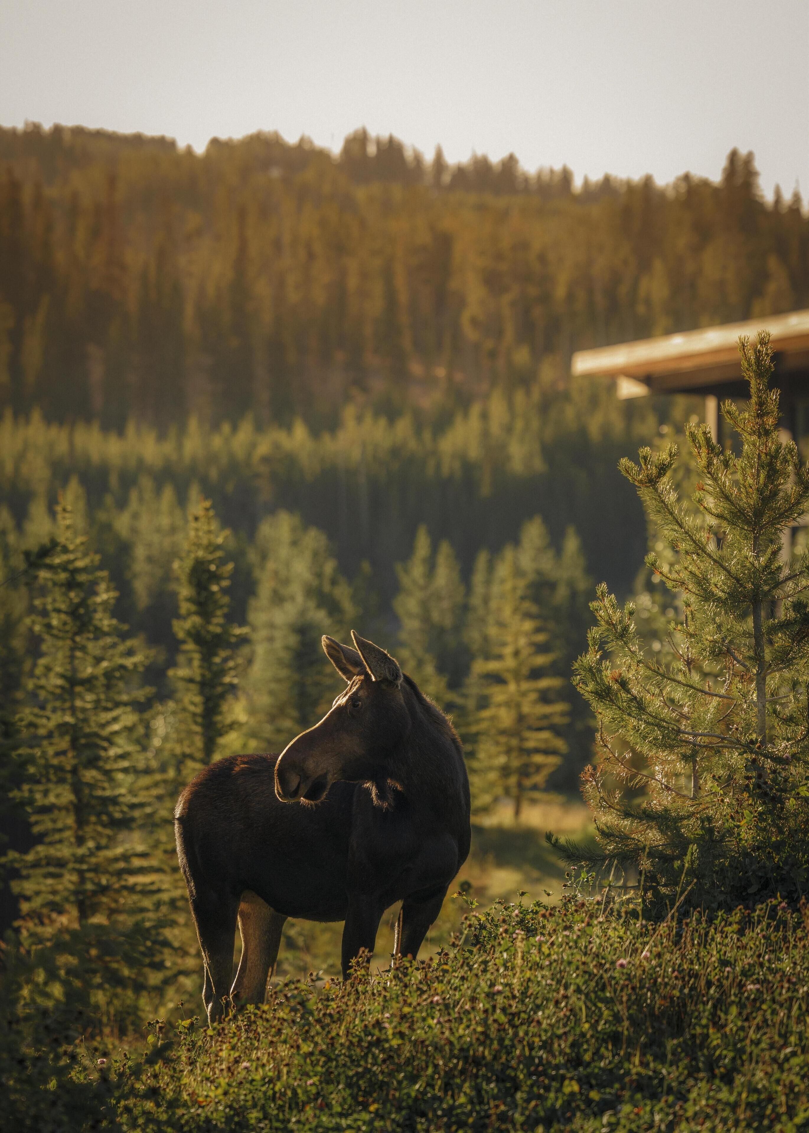 A moose in a forested area with a wooden structure in the background.