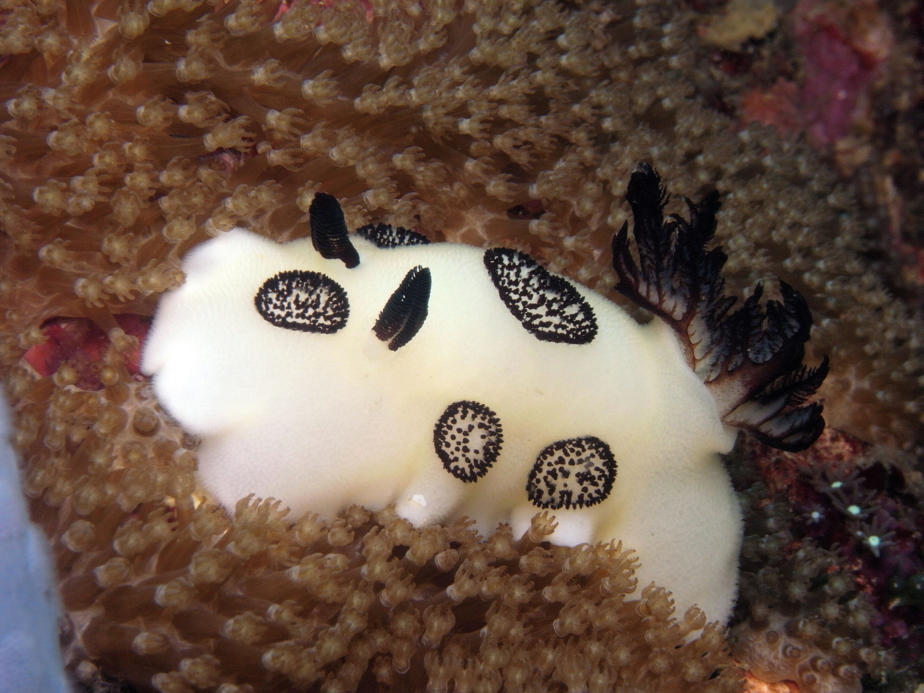 A close-up of a coral reef with a white object resembling a sea anemone with black spots.