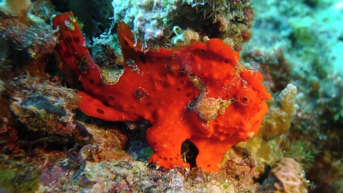 Un poisson rouge se camouflant parmi les coraux et les rochers.