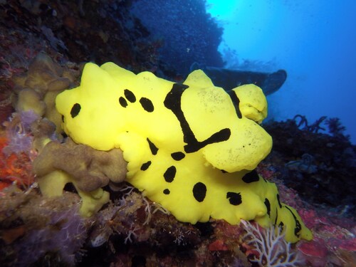 Dive Spot Asia & Brumini Beach Resort