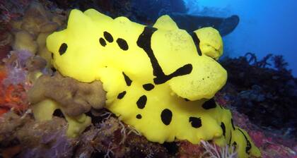 Dive Spot Asia & Brumini Beach Resort
