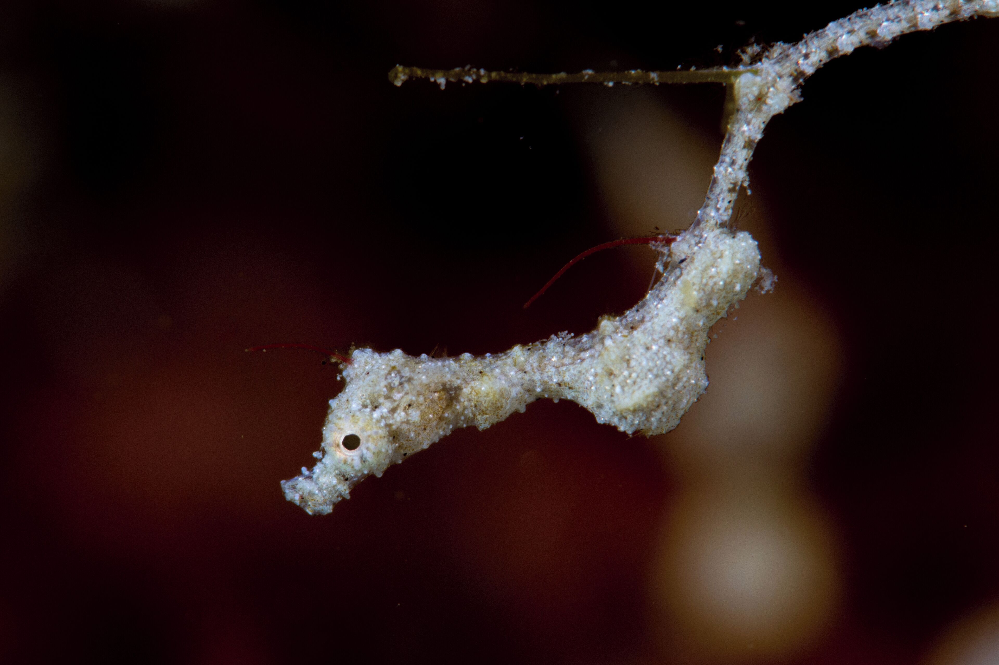 A close-up of a white, textured object with a small hole, possibly a piece of organic material, against a dark background.