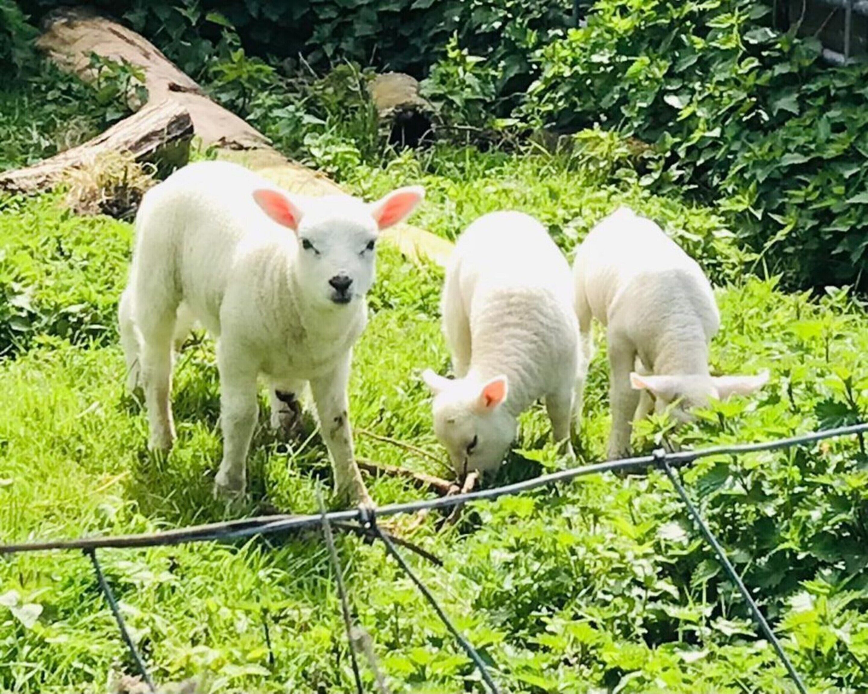 Three white lambs grazing in a grassy area with a wire fence in the foreground.