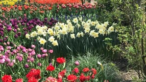 A garden with various flower beds, including tulips and daffodils.