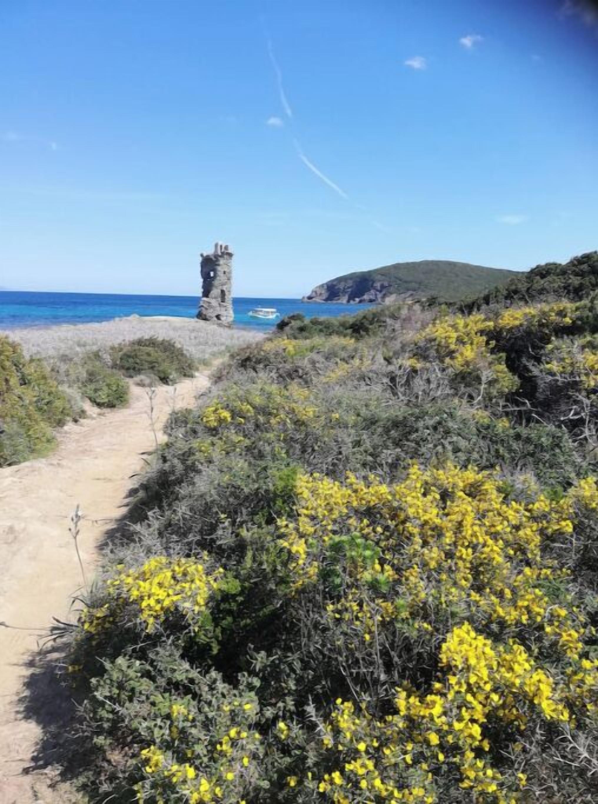 A coastal path leading to a stone tower, surrounded by yellow flowering shrubs and a clear blue sky.