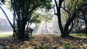 Un parc avec un banc placé sous un grand arbre, entouré de feuilles mortes et d’herbe.