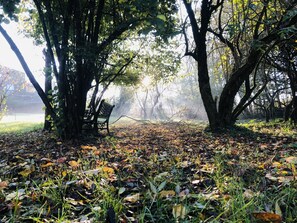 Un parque con un banco debajo de un árbol grande, rodeado de hojas caídas y césped.