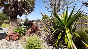 A garden with various plants, including a palm tree and a large agave plant.