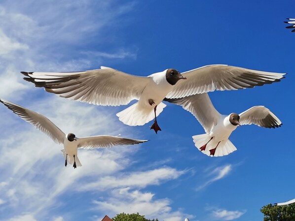 Tres aves volando sobre un cielo azul despejado.