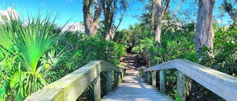 A wooden boardwalk through a forested area with tall trees and dense foliage.