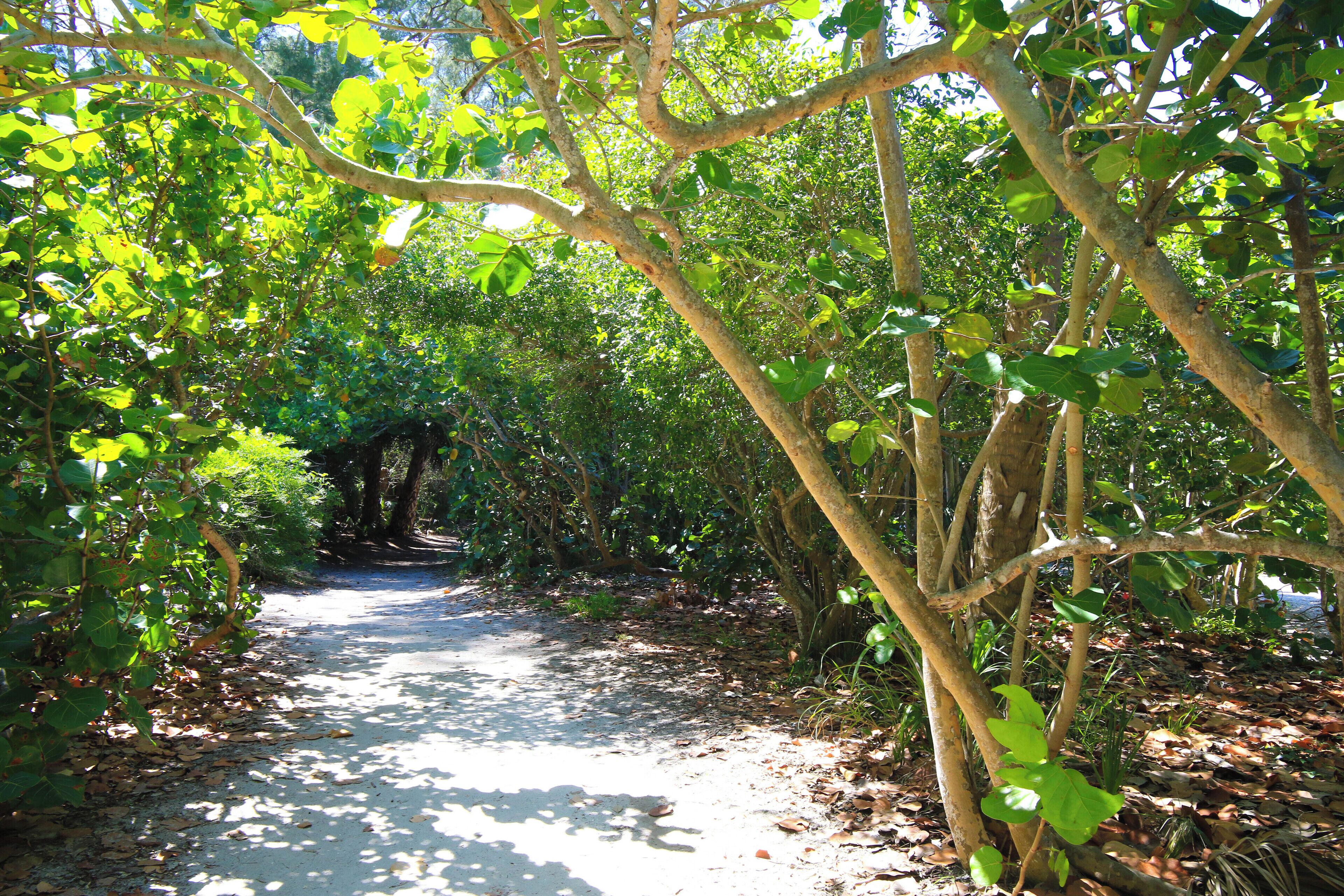 A narrow, shaded pathway surrounded by dense foliage and trees.