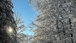 Un sendero cubierto de nieve bordeado de árboles que conduce a un edificio con techo azul.