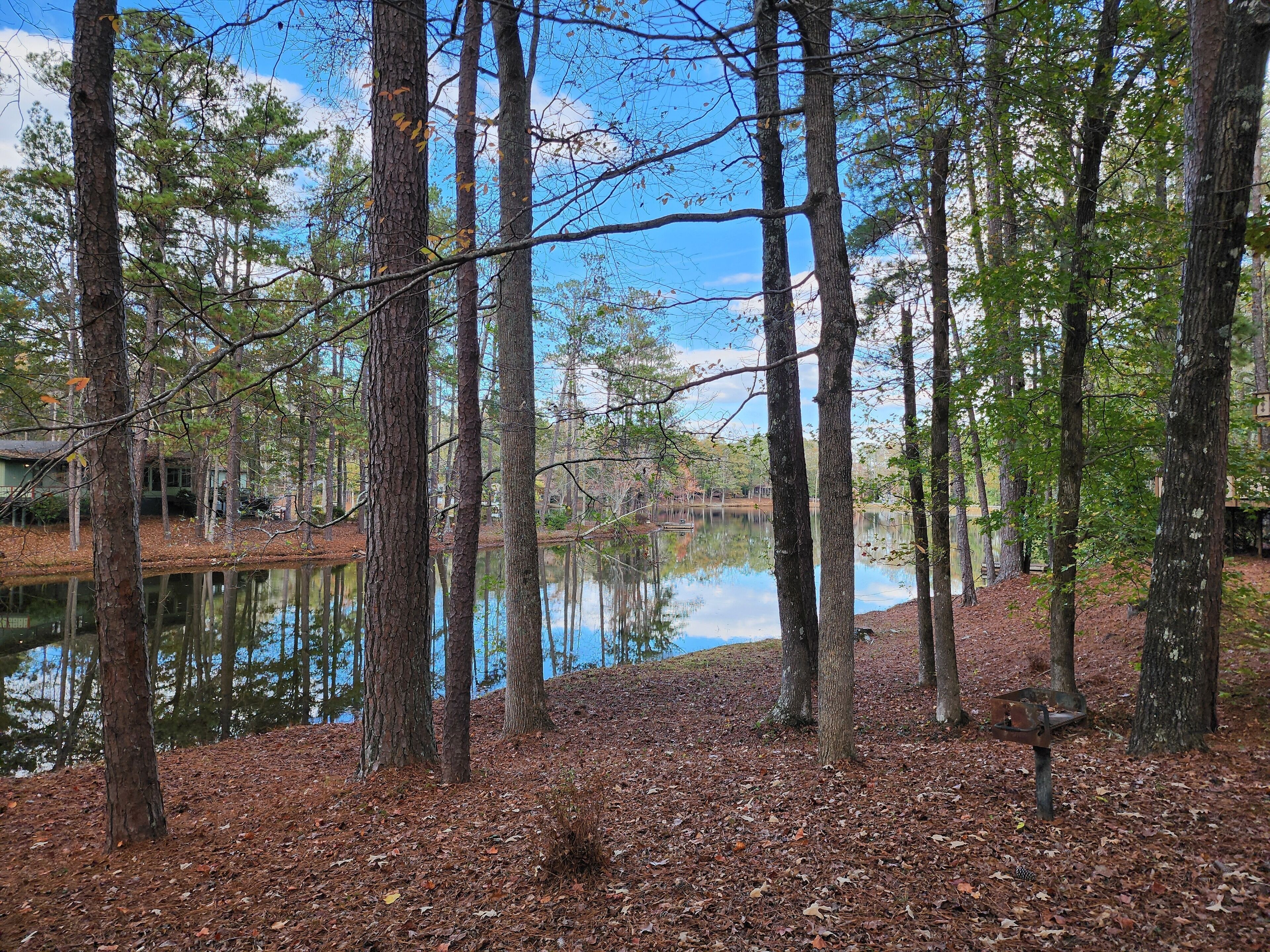 A forested area with a pond, surrounded by tall trees and a clear sky.