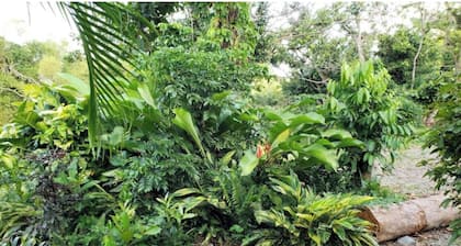 La Poza, El Yunque!!! Camping Area 1