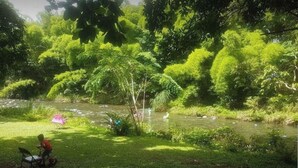 A lush green landscape with a river, trees, and a person sitting on a chair by the water. - La Poza, El Yunque!!! Camping Area 1 (Palmer)