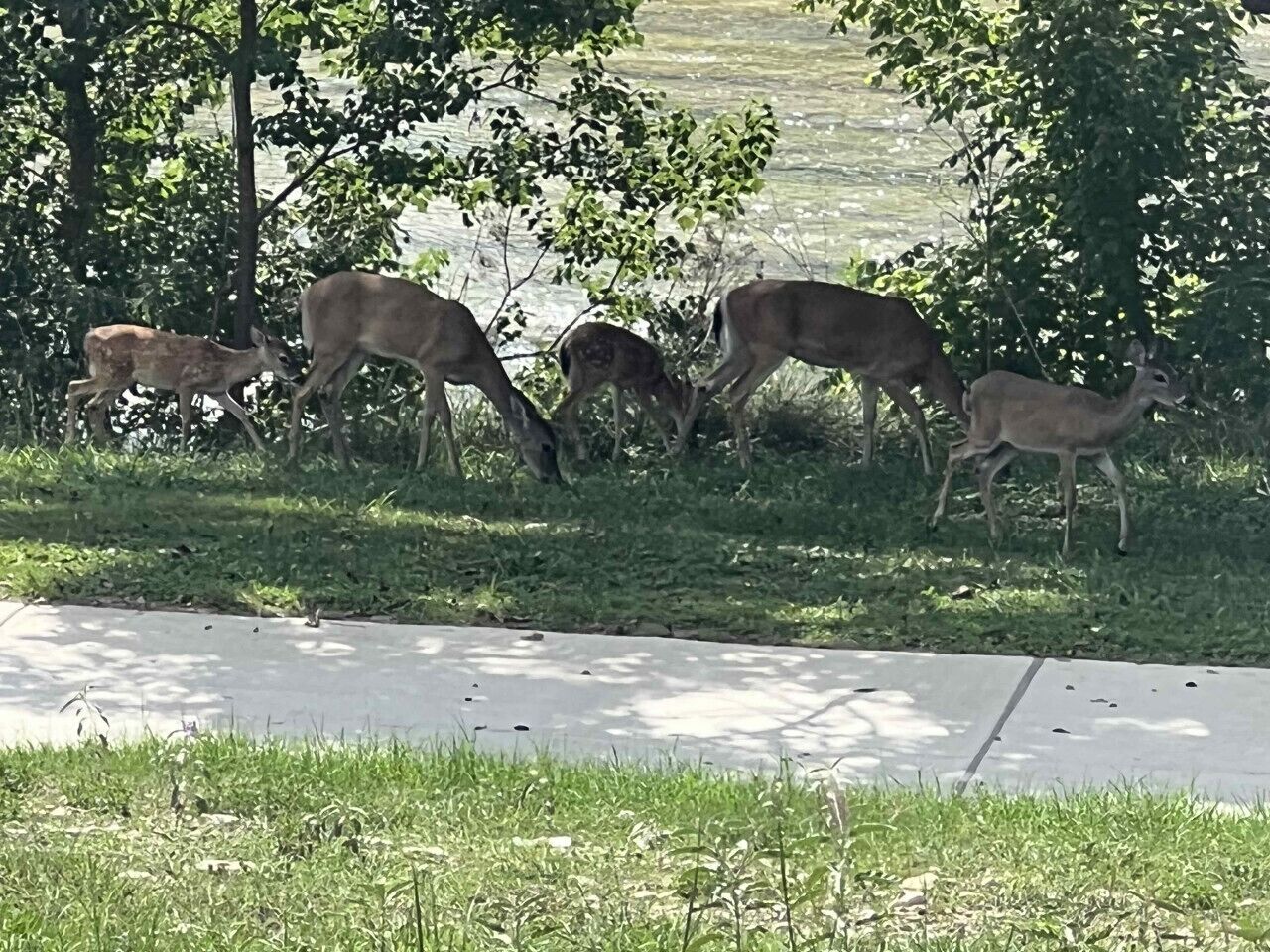 A group of deer grazing near a water body, with a concrete path in the foreground.