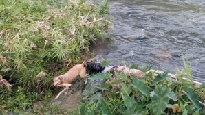 A river with a dog near the water's edge, surrounded by lush greenery. - La Poza, El Yunque!!! Camping Area 2 (Palmer)