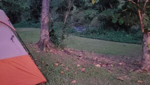 A tent set up in a grassy area with trees and a small stream in the background. - La Poza, El Yunque!!! Camping Area 2 (Palmer)
