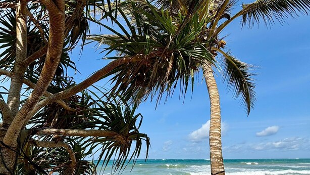 Een hangmat gespannen tussen palmbomen aan een zandstrand, met de oceaan op de achtergrond.