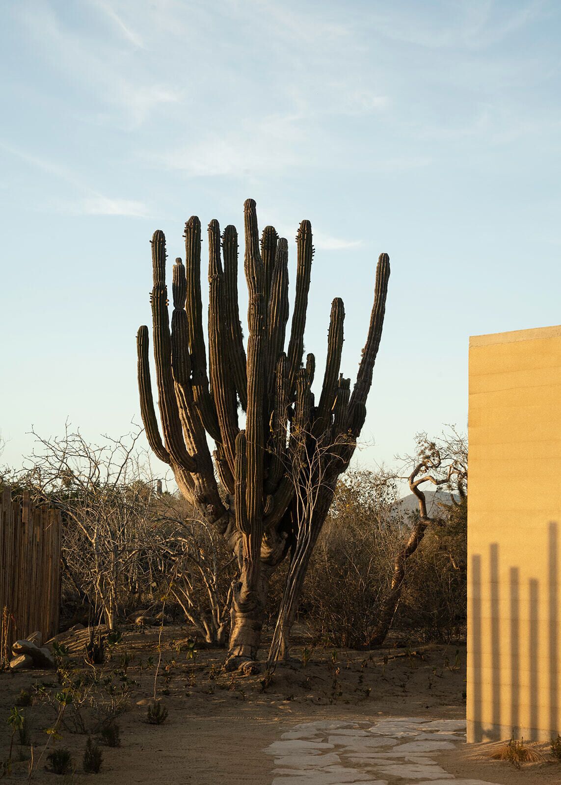 A large cactus in a desert landscape with sparse vegetation and a wooden fence in the background.