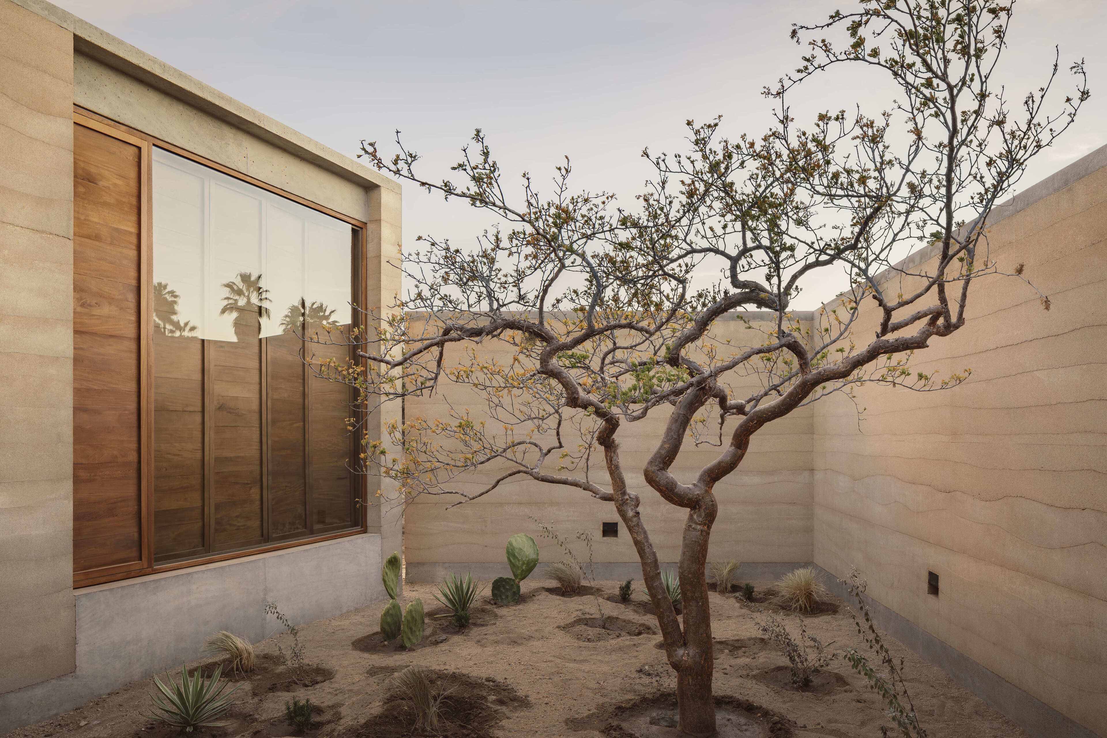 A modern building with a large window and a tree in the courtyard.
