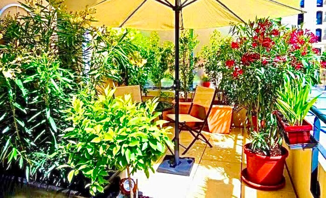 Terras