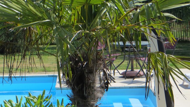 Une piscine entourée de palmiers et une pelouse aménagée avec du mobilier d’extérieur.