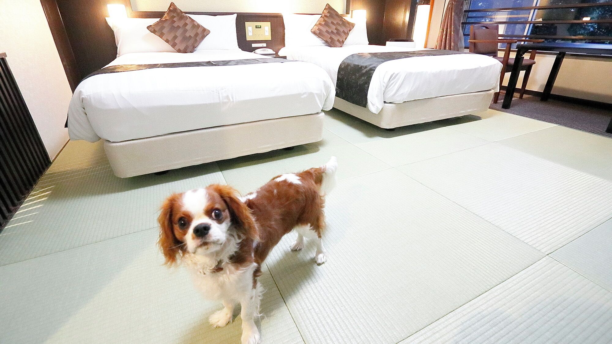 Habitación de hotel con dos camas, un perro pequeño y vistas a través de una ventana.
