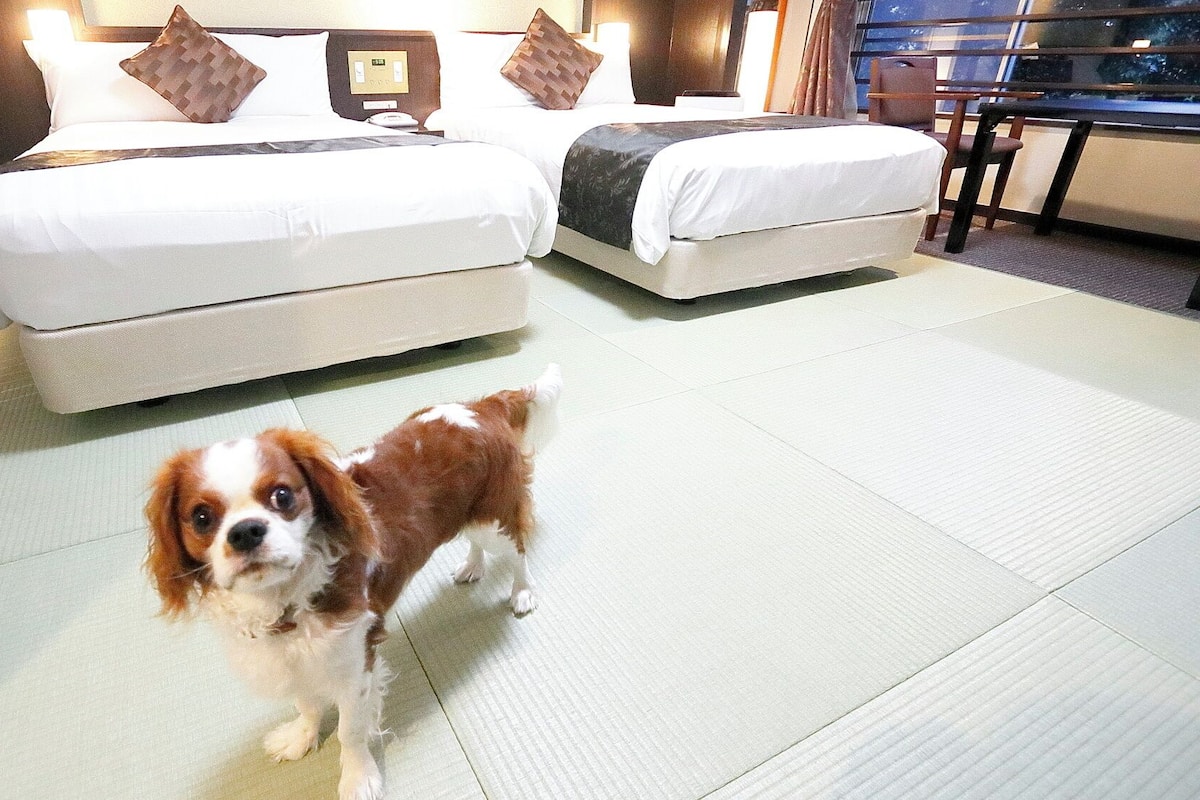 Habitación de hotel con dos camas, un perro pequeño y vistas a través de una ventana.