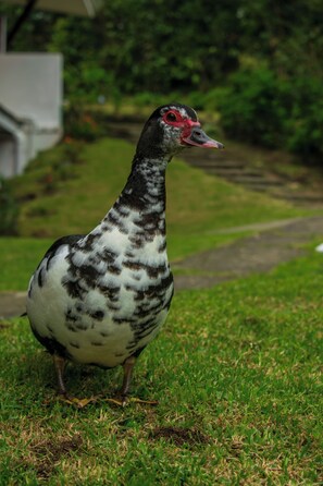Un pájaro parado sobre la hierba.