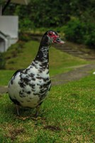 Un pájaro parado sobre la hierba.