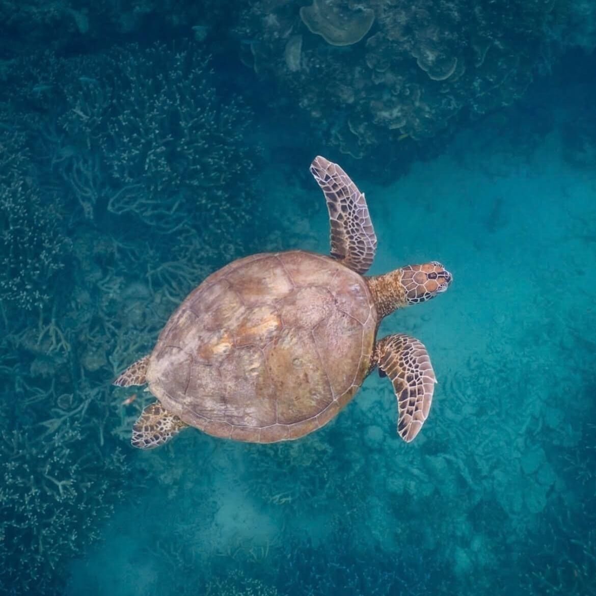 Una tortuga marina nadando en aguas azul cristalinas.