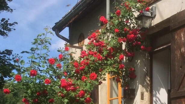A building with a garden full of roses, a wooden door, and a window. - Le Tilleul - CHISSEY-EN-MORVAN (CHISSEY-EN-MORVAN)