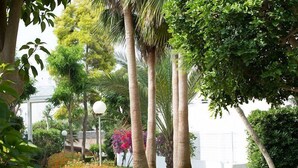 A landscaped garden with palm trees, a pathway, and various shrubs.