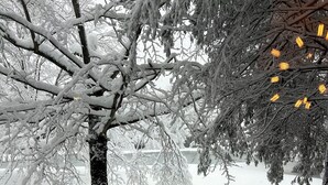 A snow-covered bench with a metal post, surrounded by snow-laden trees and a snowy landscape.