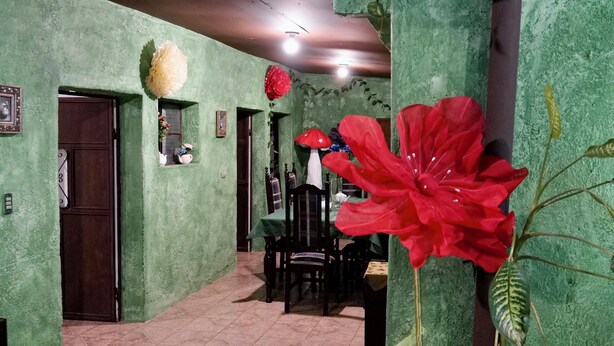 A hallway with green walls, a tiled floor, and potted plants. - Wonderland Hostel (Antigua Guatemala)