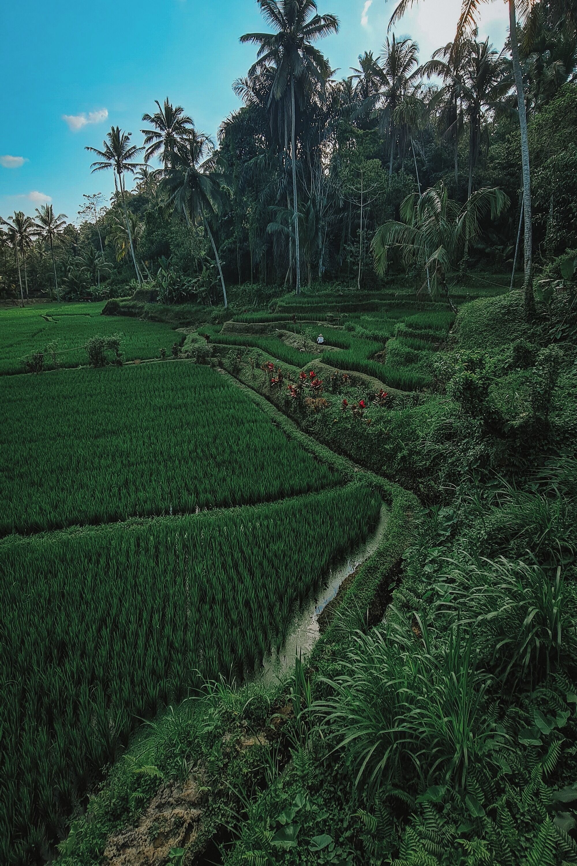 Campos de arroz en terrazas con un sendero visible, rodeados de exuberante vegetación tropical y palmeras.