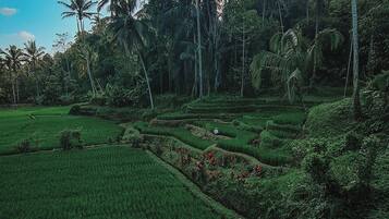 Campos de arroz en terrazas con un sendero visible, rodeados de exuberante vegetación tropical y palmeras.
