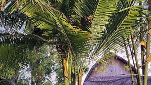A wooden bridge leading to a bamboo structure with a thatched roof. - Surfer'S Villa (San Juan)