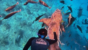 Un plongeur vêtu d’une combinaison de plongée noire, portant un masque bleu et un tuba, touche un grand requin dans une eau d’un bleu limpide.