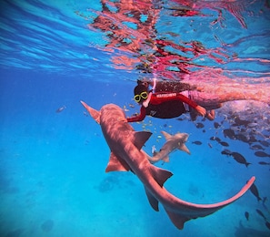 Divers